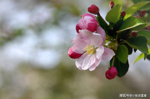 9月份,得月老眷顾,爱情回眸,真爱对你情有独钟的四大星座 狮子座 