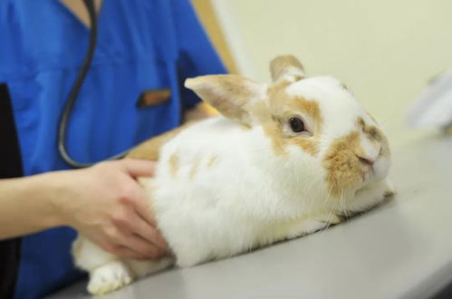 兔兔打疫苗很重要,打对疫苗更重要