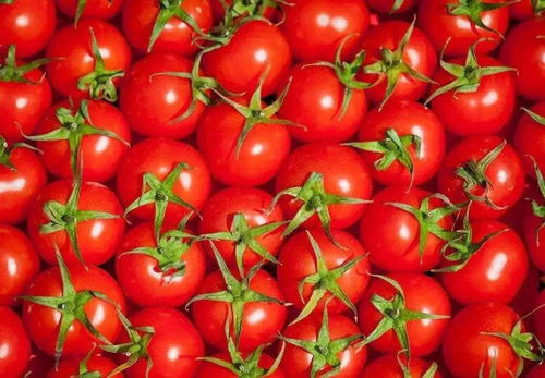 番茄 一种西餐大厨的重要修养