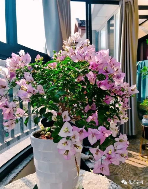 花期长又香的花有哪些,什么花适合室内养殖，而且又便宜又不怕冻又不怕热还有香味？