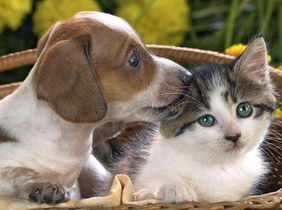 老外常说的 cat and dog 到底是什么意思 猫和狗吗