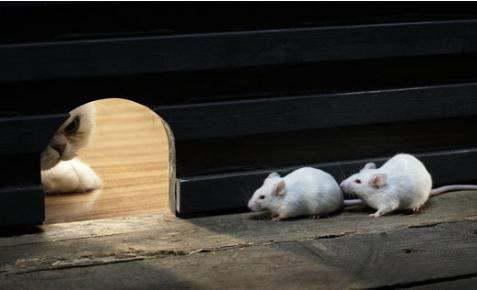 家里突然跑进很多老鼠可能有什么原因 