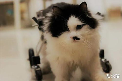 瘫痪猫该怎么照顾 猫咪瘫痪并不是只能安乐,它值得更好的对待