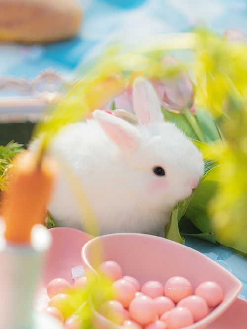 可爱兔兔壁纸