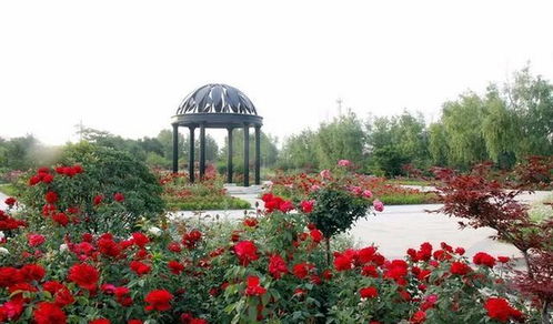 济南平阴玫瑰嘉园邀您来欣赏浪漫 多彩的花海