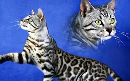 孟加拉豹猫, 这种酷似豹子的猫, 该如何饲养