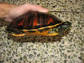 火焰龟和西锦龟有什么区别 