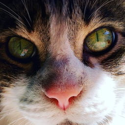 都说猫咪的眼睛里有个宇宙,在这些喵星人的眼睛里你看到的是什么样的 