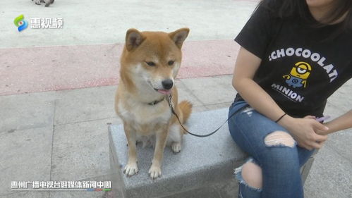 惠州市城市养犬管理条例 草案 征求意见 惠州人关心的养狗问题将明确