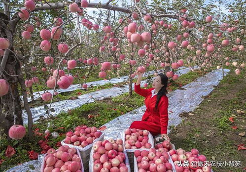 苹果如何正确施好秋季底肥 一篇文章全面给你说明白