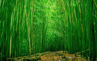 竹子怎么养长得快？