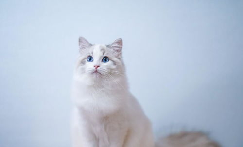 布偶猫寿命一般多少年