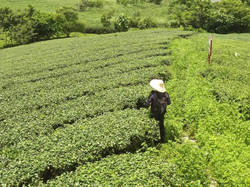 茶园传奇私服,茶园传奇私服：畅游经典传奇，重温昔日辉煌