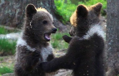 摄影师偷拍到森林里三只跳舞的熊宝宝,网友以为那是假熊
