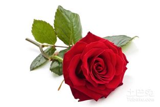一朵玫瑰代表什么,玫瑰花送几朵代表什么