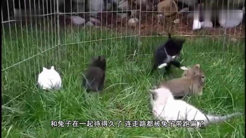 别把猫和兔子养在一起猫学兔子走路,网友 真是没救了 