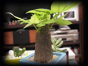 52种致癌植物发财树,室内不能摆的52种致癌植物