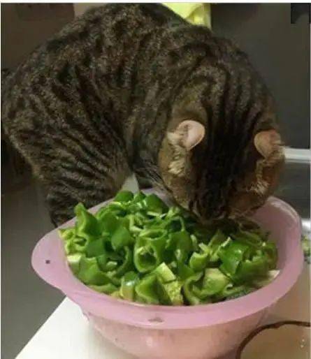 猫咪趁主人不注意偷吃辣椒,结果却被辣的生无可恋