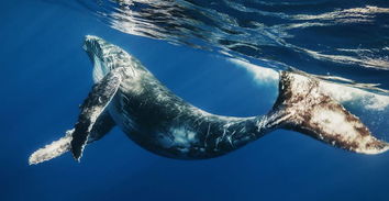鲸的介绍资料,鲸的介绍资料500字