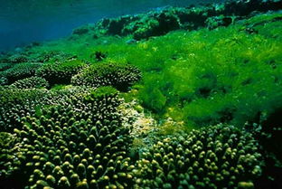 金鱼藻是藻类植物吗,形态特征和栽