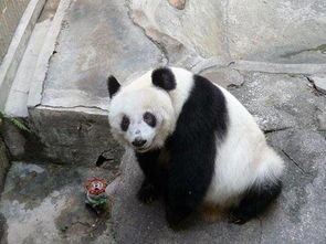 深圳野生动物园否认 大熊猫受虐待 拍门是习惯 