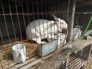 辽宁省兔子养殖基地兔子的养殖与回收
