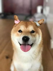 shib柴犬币价格走势图,The Geesis of SHIB