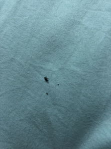 在床上发现小小的 黑黑的虫子 爬到身上很痒啊 