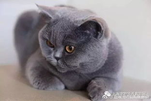 上海宠物领养 蓝猫 折耳 加菲 美短 银渐层 加菲 布偶 异国短毛猫等义卖三四百筹集救助费用养活我们收养的几百条流浪狗猫