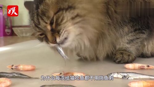 猫吃鱼为什么不会被鱼刺卡,男子用镜头放大100倍看,原来如此 