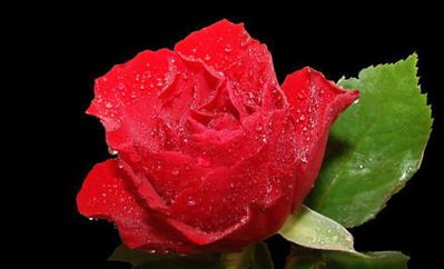 玫瑰花好养吗怎么养,玫瑰花养护秘籍：从选盆到施肥，手把手教你养出绚烂花朵！