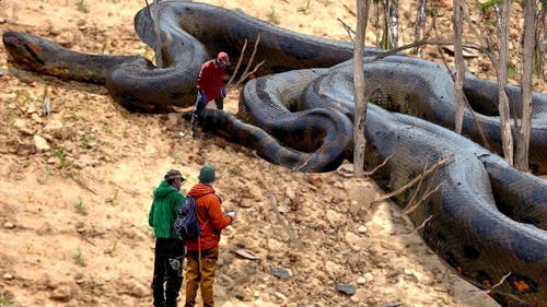 印尼出现世界上最大的蛇,他们究竟就有多大 