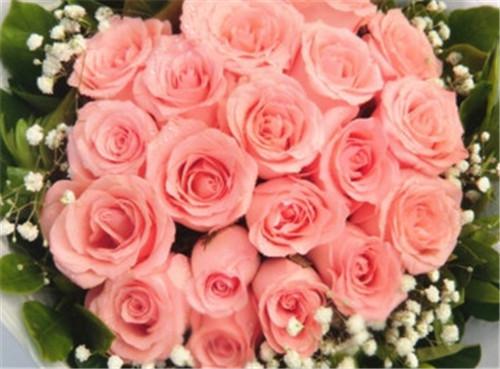 52朵粉玫瑰花语是什么,粉玫瑰的花语
