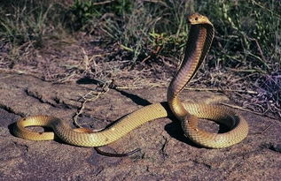 世界第一毒蛇排名,世界第一毒蛇