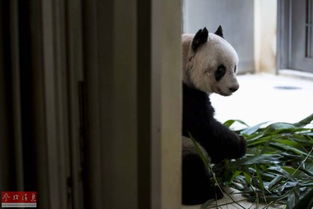 最长寿圈养大熊猫 内地赠港大熊猫将迎37岁生日