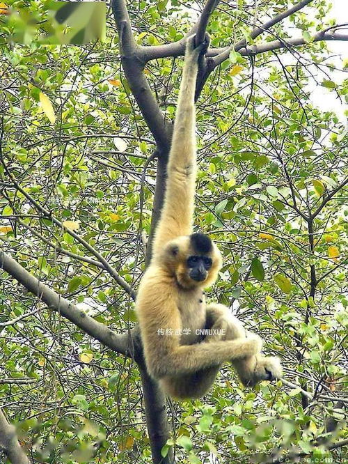 通臂猿心猿家闲话通臂拳