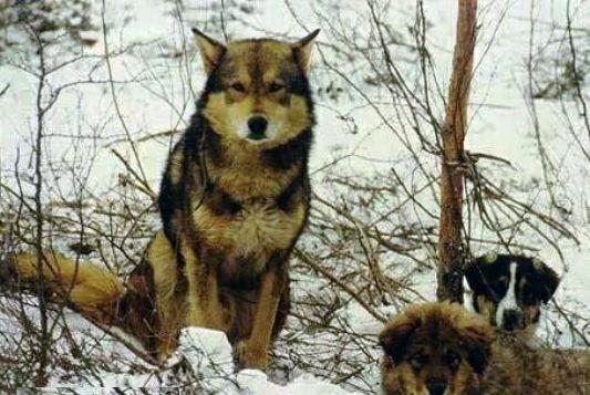 隐秘在大山中的鄂伦春猎犬,真乃精灵,能驱熊赶狼