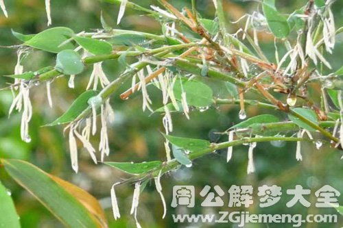 梦见雪中竹子开花是什么意思