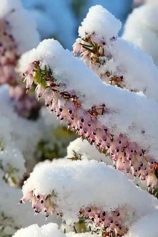 绿草枯雪花舞