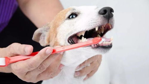 狗狗的牙齿清洁很重要,因为牙垢危害可不小