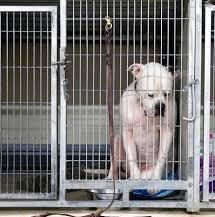 一组 收养所里流浪狗的照片,它们眼中满是悲伤与祈求之色