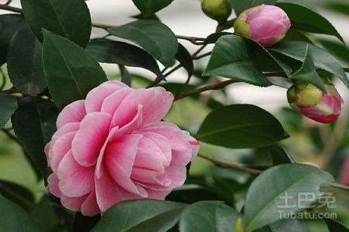 茶花的花语和特点,茶花的花语是什么