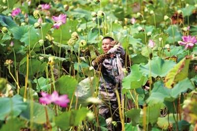 湖北咸宁咸安向阳湖奶牛良种场