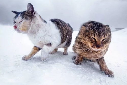 滑雪 看海 打地洞 原来北海道的流浪猫是这么过冬的