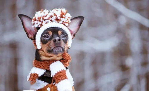 兽医提醒 如果你家狗狗有这几种表现,说明它感到冷,你知道吗