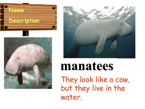 manatees