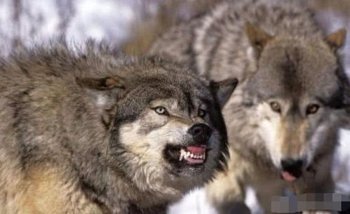 2只训练有素的藏獒能否单挑一头北美灰狼 为什么