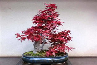 日本红枫盆景现场,日本红枫盆景造型