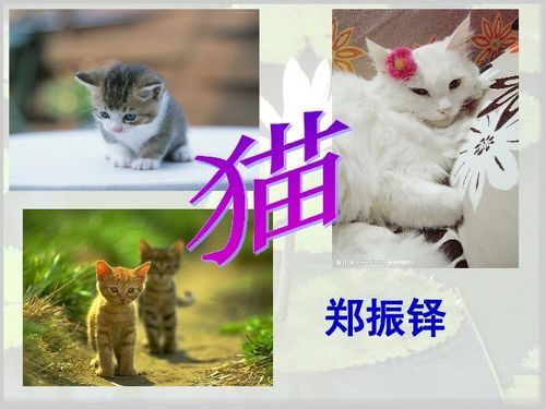 猫币什么时候结束,猫币什么时候结束? 猫币什么时候结束,猫币什么时候结束? 应用