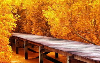 关于秋季美景的诗句